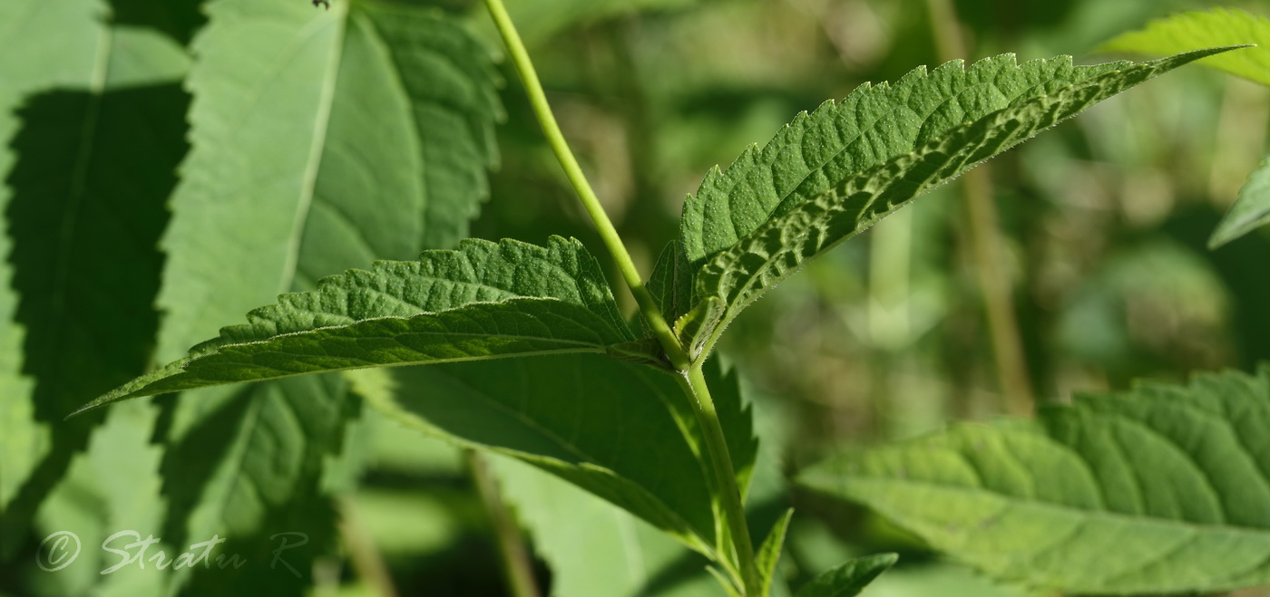 Image of Heliopsis helianthoides ssp. scabra specimen.