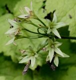 Primula sieboldii