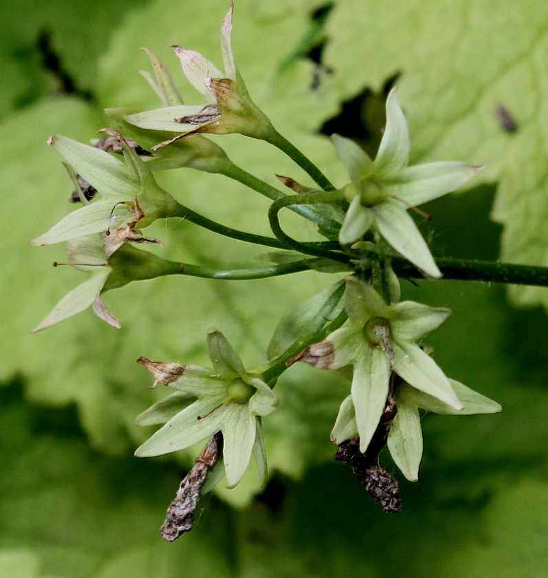 Image of Primula sieboldii specimen.