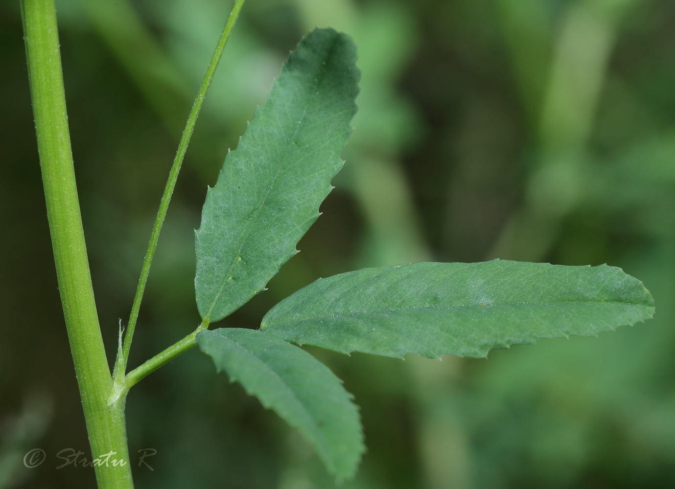 Изображение особи Trigonella procumbens.