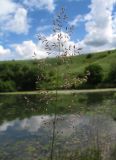 Poa palustris. Соцветие. Белгородская обл., Старооскольский р-н, ур. лог Чуфичка, берег пруда. 16 июня 2009 г.