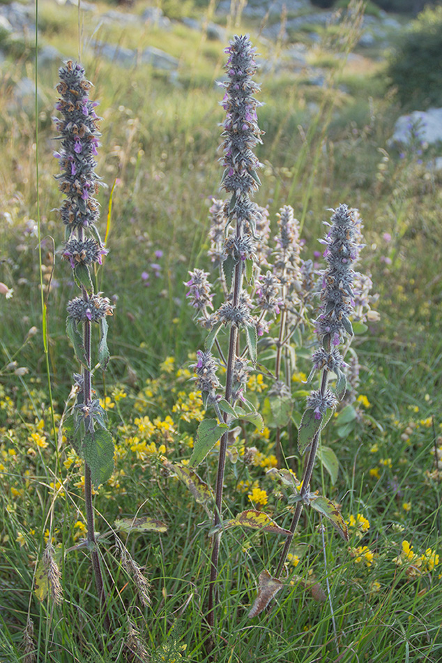 Изображение особи род Stachys.