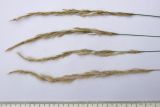 Agrostis planifolia