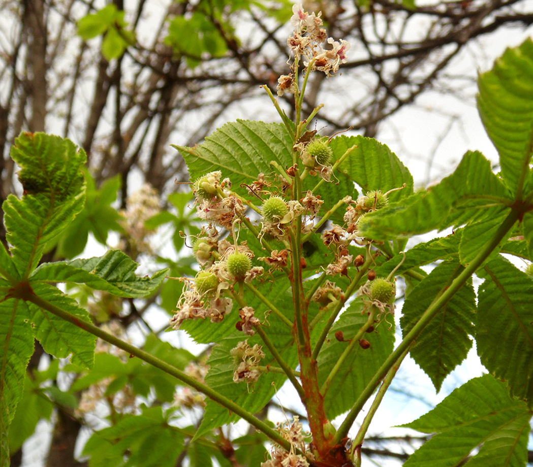 Изображение особи Aesculus hippocastanum.