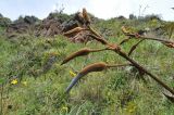 Puya ferruginea. Соцветие в бутонах. Перу, археологический комплекс \"Писак\", высота 2970 м н.у.м. 12 марта 2014 г.