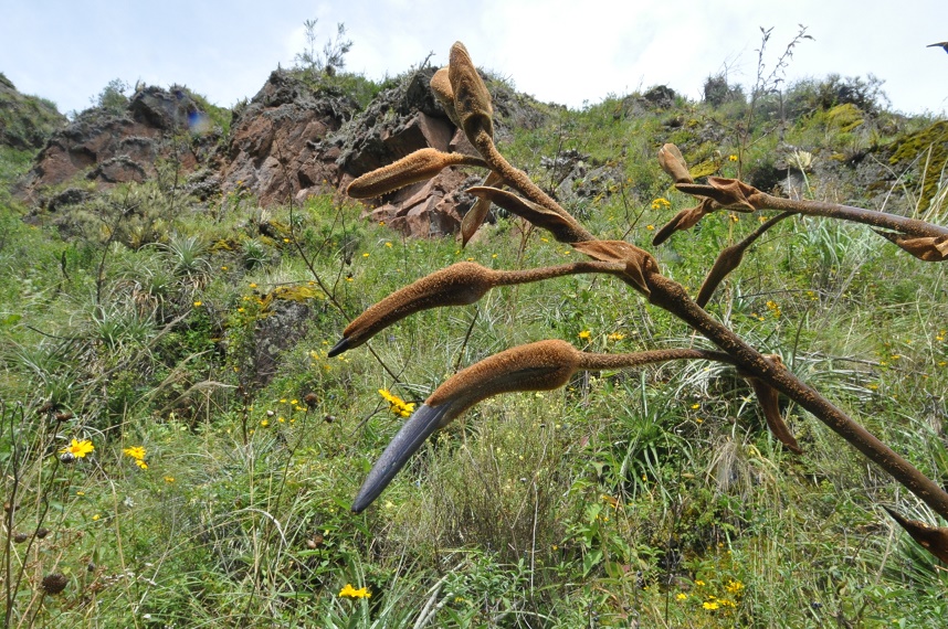 Image of Puya ferruginea specimen.