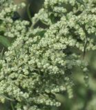 Chenopodium strictum. Часть соцветия. Греция, Халкидики, окр. с. Неа Потидеа (Νέα Ποτίδαια), берег периодически пересыхающей приморской заболоченной низины. 24.09.2014.