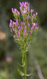 род Centaurium. Верхушка побега с распускающимся соцветием. Греция, Ионическое море, о. Μαθράκι (Мафраки), маквис на берегу моря, обочина грунтовой дороги. 26.05.2014.