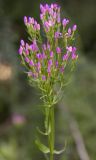 Centaurium