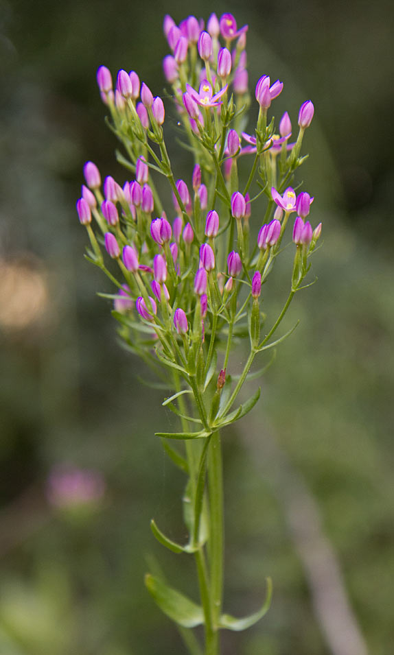 Image of genus Centaurium specimen.