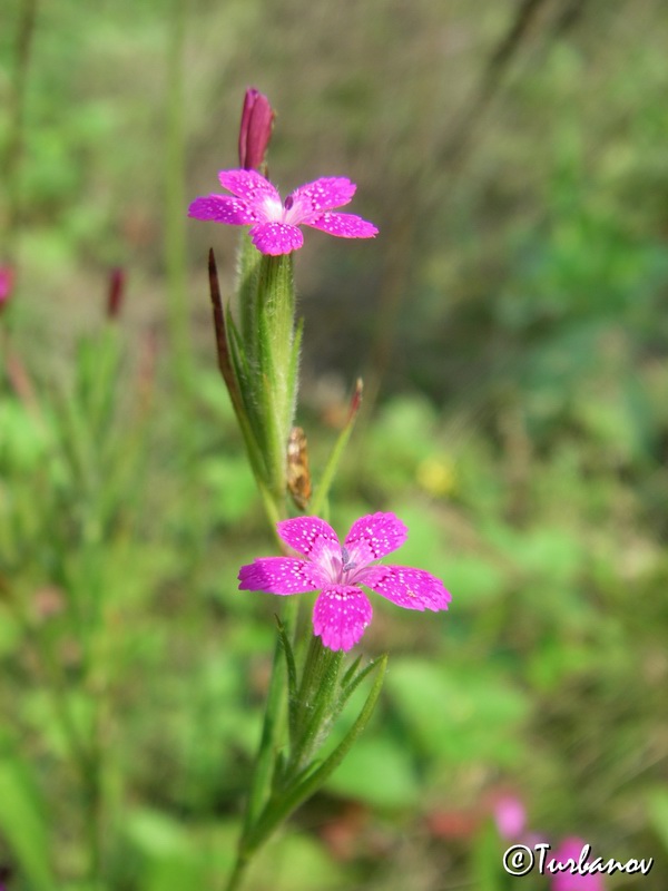 Image of Dianthus armeria specimen.