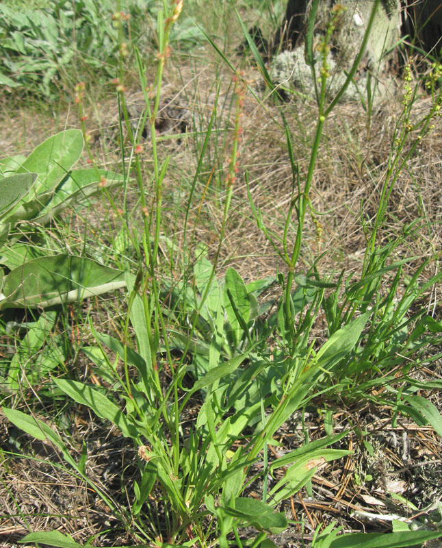 Image of Rumex acetosella specimen.