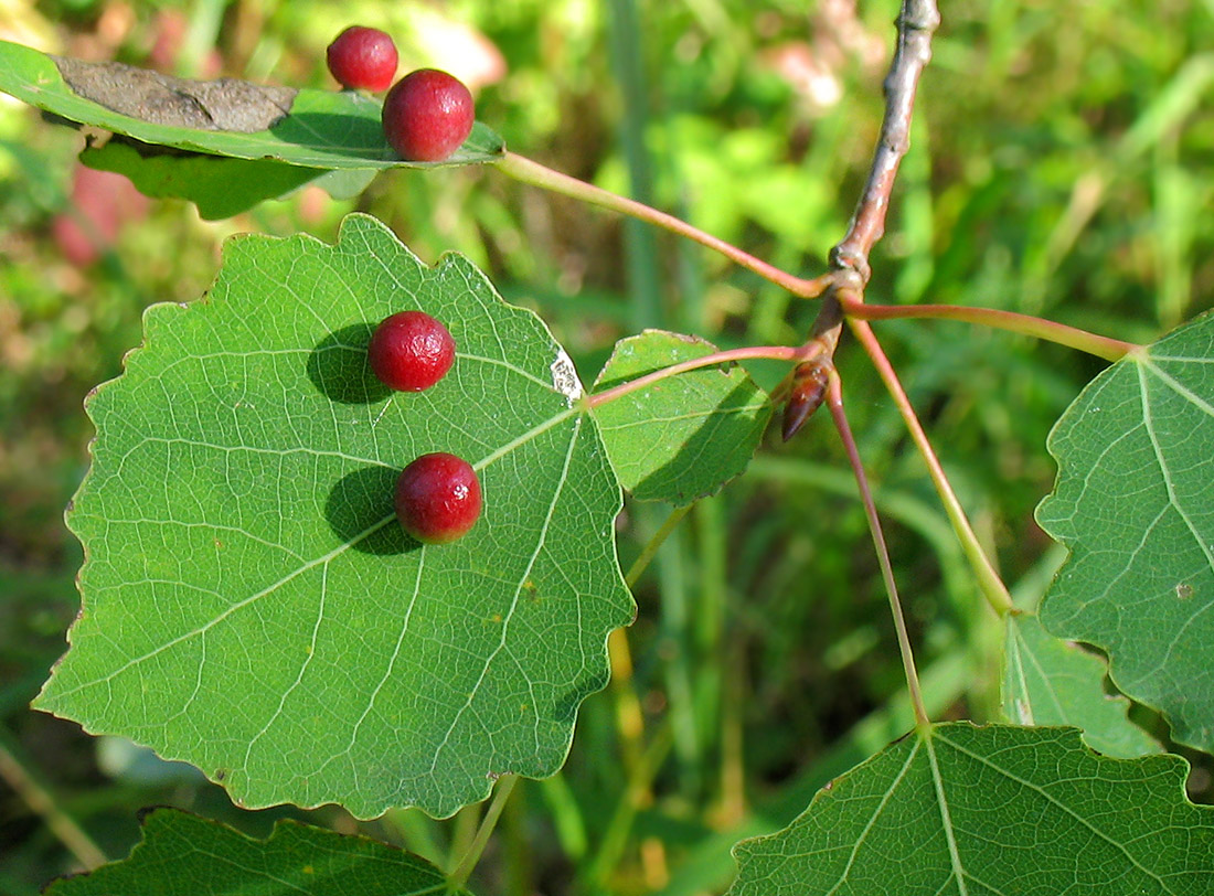 Image of Populus tremula specimen.