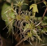 Clematis brevicaudata