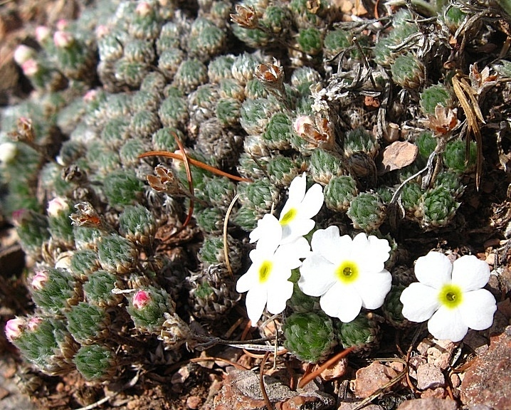 Image of Androsace dasyphylla specimen.