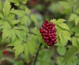 Actaea erythrocarpa. Плодоносящее растение (высота около 0,6 м). Республика Коми, окр. г. Сыктывкар, темнохвойный лес. 07.08.2009.