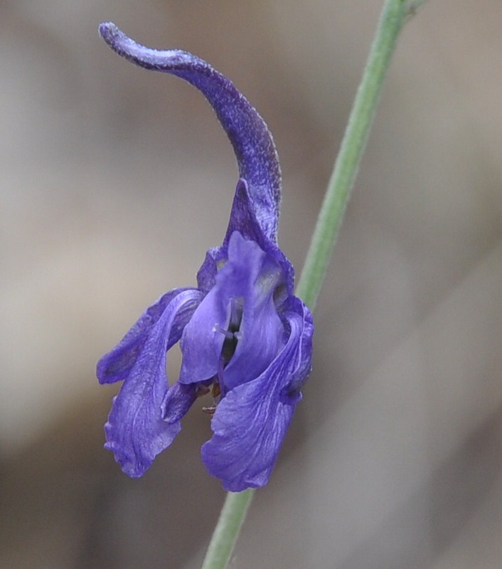 Image of Delphinium divaricatum specimen.