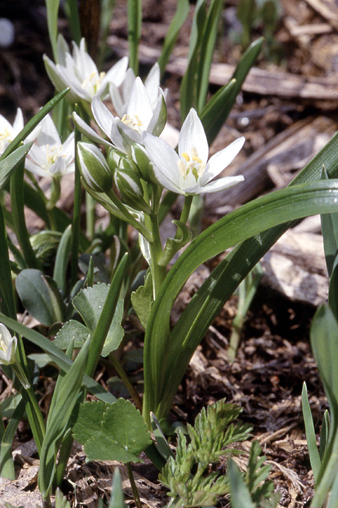 Изображение особи Ornithogalum balansae.