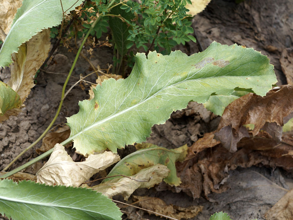 Image of Eryngium macrocalyx specimen.