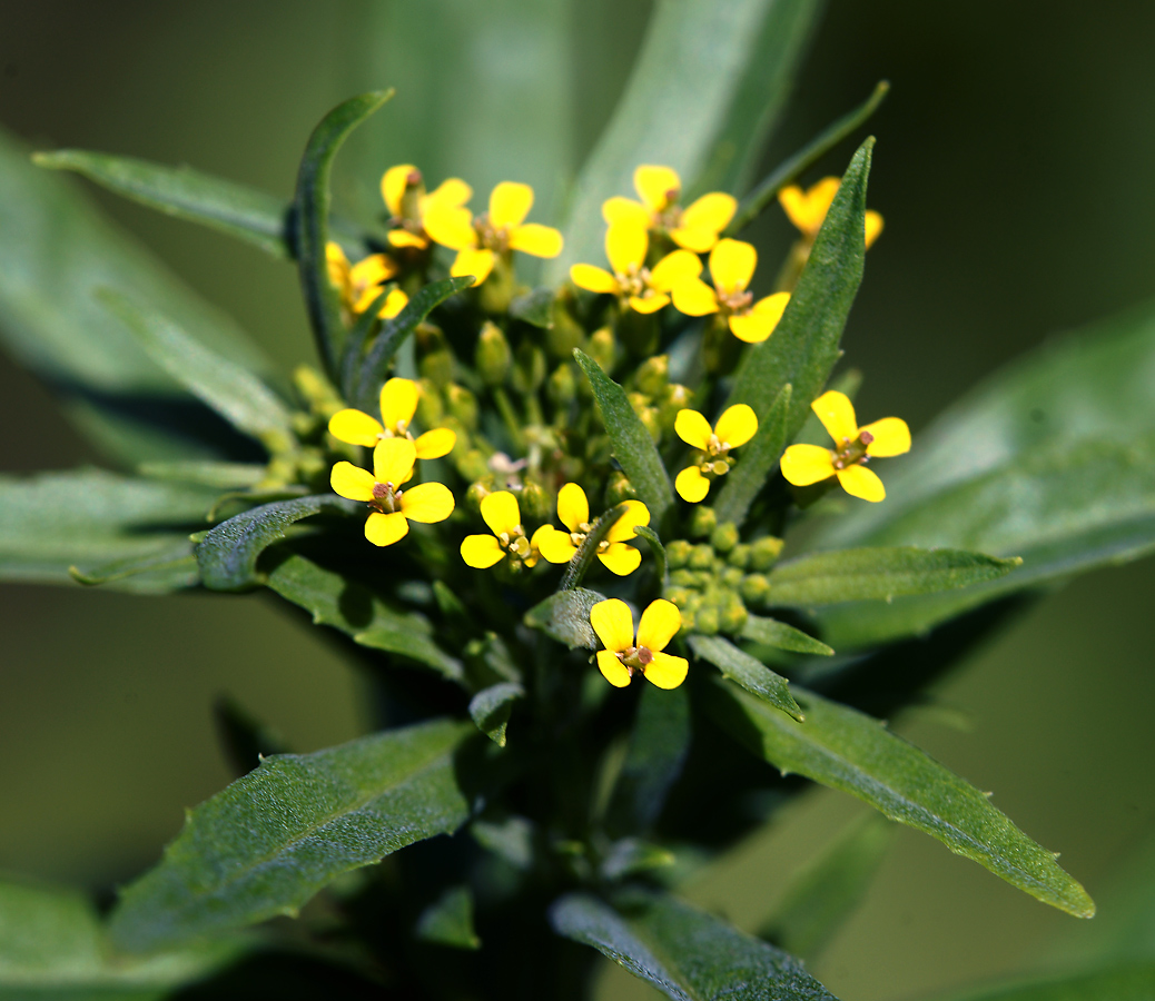 Image of Erysimum cheiranthoides specimen.