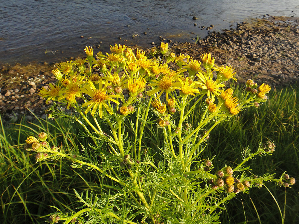 Image of Senecio erucifolius specimen.