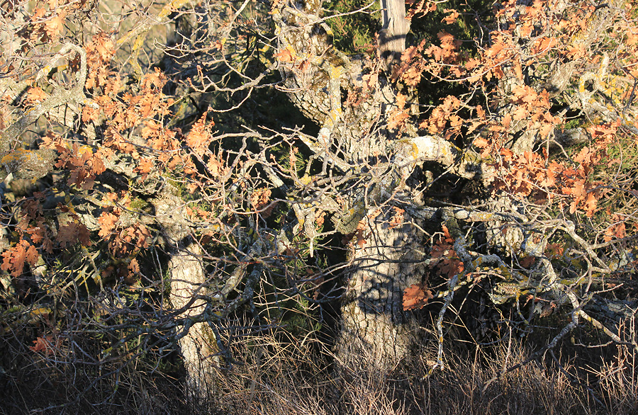 Изображение особи Quercus pubescens.