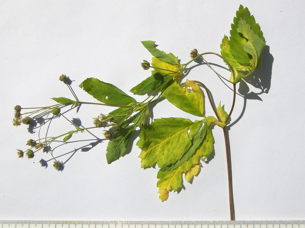 Image of Potentilla elatior specimen.