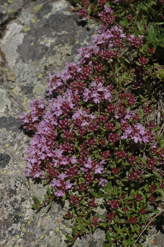 Изображение особи Thymus seravschanicus.