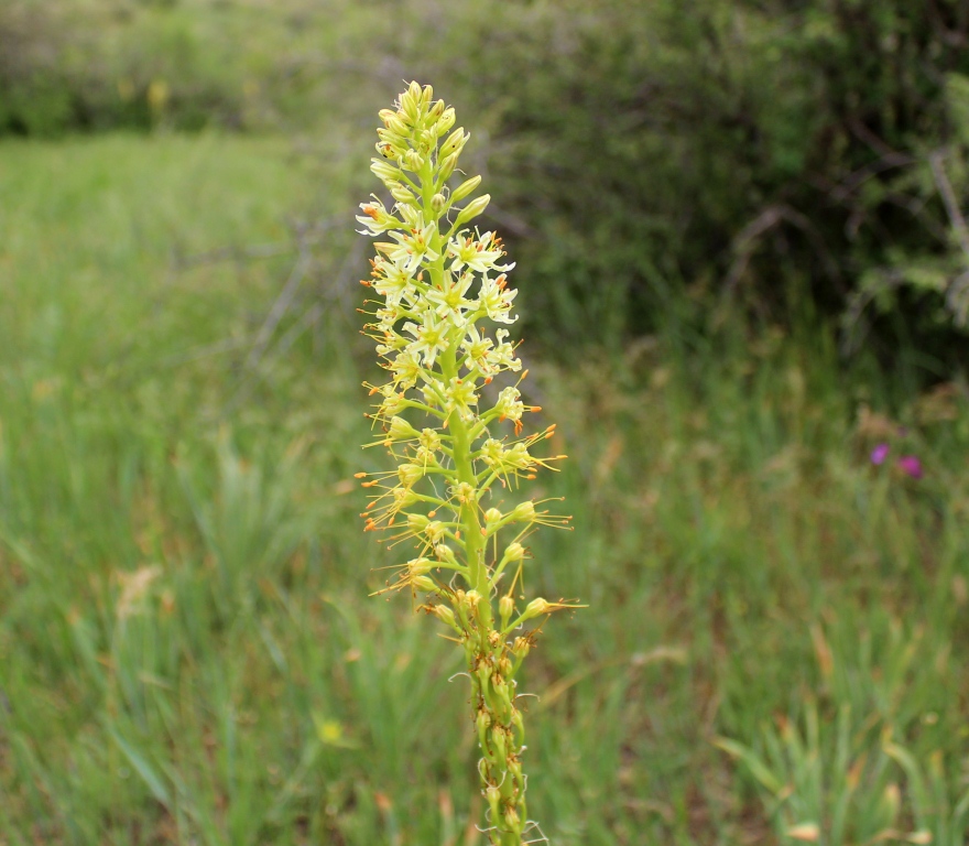 Изображение особи Eremurus subalbiflorus.