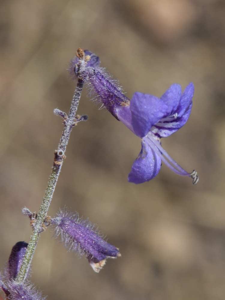 Image of Perovskia scrophulariifolia specimen.