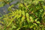 Sorbaria sorbifolia. Молодой лист. Приморский край, Партизанский р-н, окр. с. Хмельницкое, урочище Щёки, берег р. Тигровая. 18.05.2014.