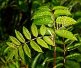 Sorbus aucuparia. Молодые листья на верхушке побега. Московская обл., Раменский р-н, окр. ж.-д. платформы Хрипань, смешанный лес у ЛЭП, просека. 03.06.2015.