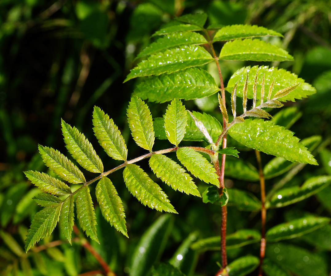 Image of Sorbus aucuparia specimen.