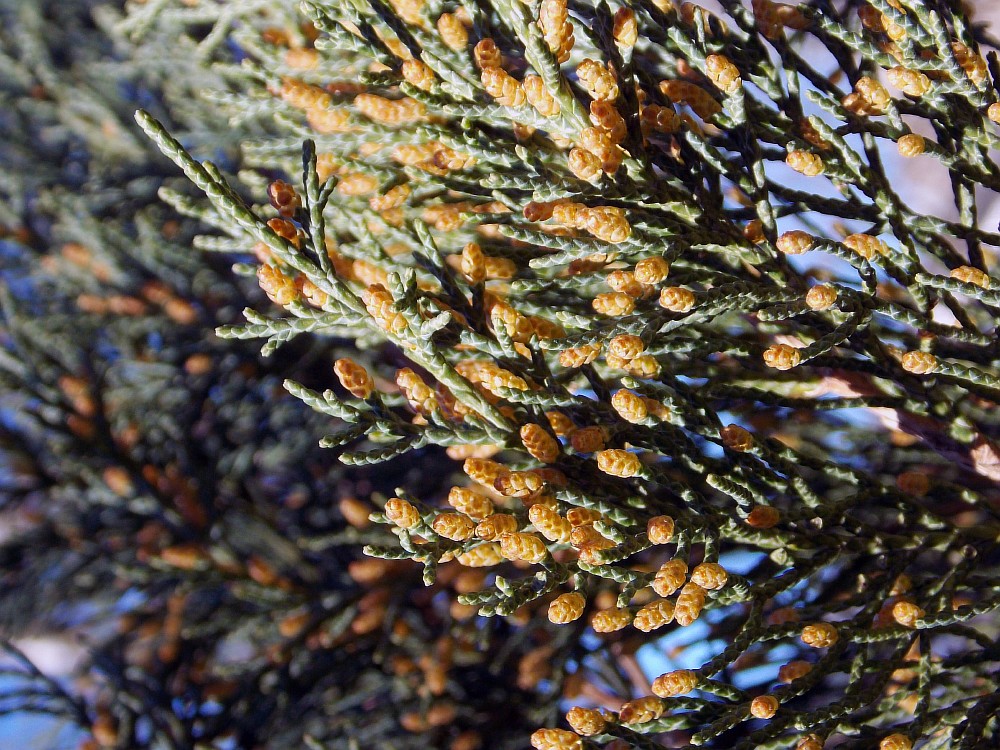Image of Juniperus sargentii specimen.
