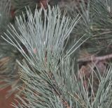 Pinus pallasiana