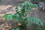 Diospyros kaki. Молодое растение. Узбекистан, г. Андижан, частный двор, в культуре. 13.10.2014.