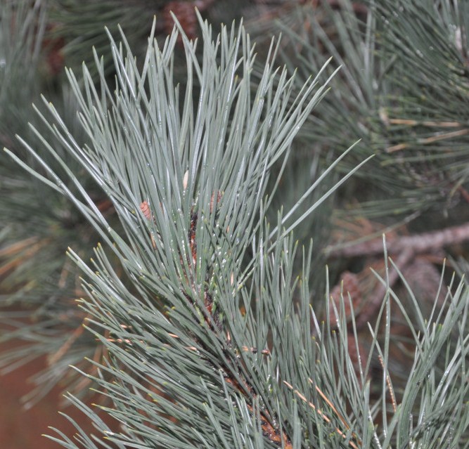 Изображение особи Pinus pallasiana.