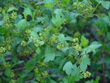 Ribes pulchellum