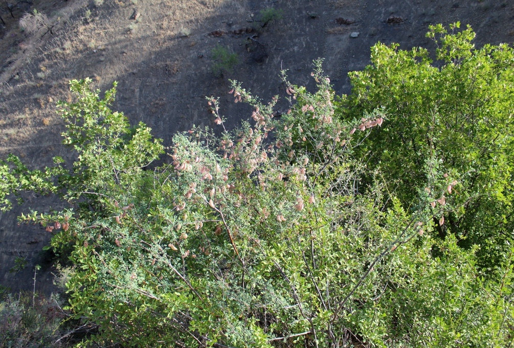 Изображение особи Colutea gracilis.