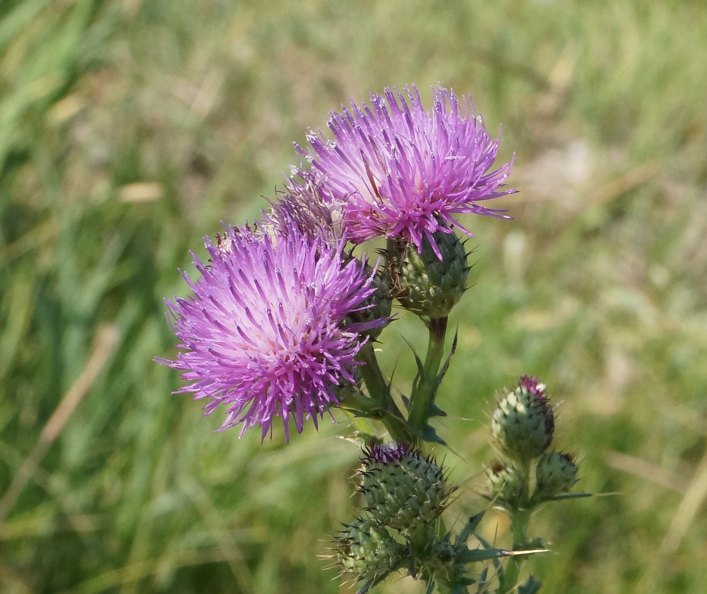 Image of Cirsium alatum specimen.