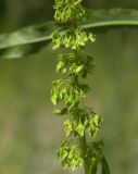 Rumex stenophyllus