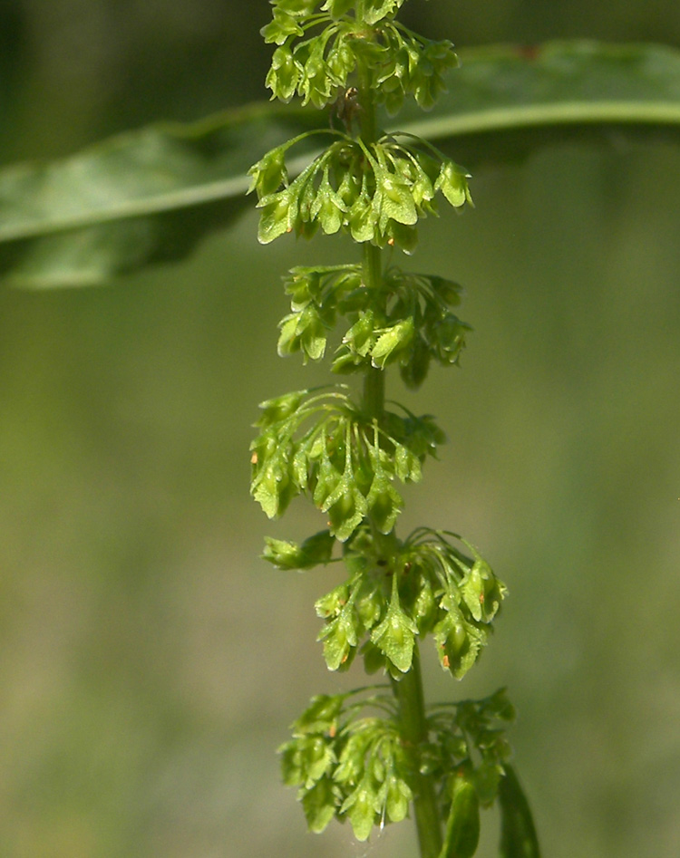 Изображение особи Rumex stenophyllus.