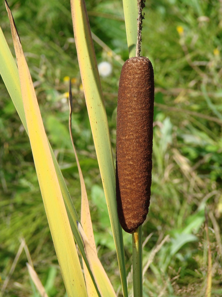 Image of Typha latifolia specimen.