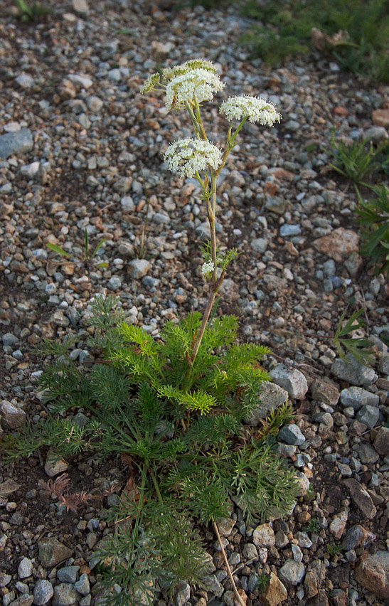 Изображение особи Kitagawia baicalensis.