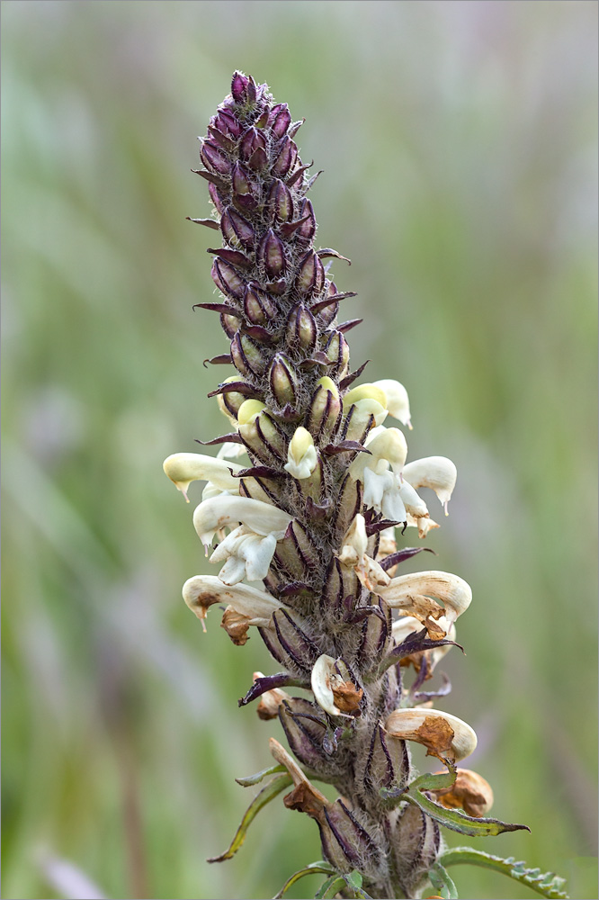 Изображение особи Pedicularis uralensis.