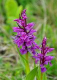 Dactylorhiza euxina. Верхушки побегов с соцветиями. Карачаево-Черкесия, окр. пос. Архыз, хребет Абишира-Ахуба, ≈ 2000 м н.у.м., субальпийский луг. 17.06.2015.