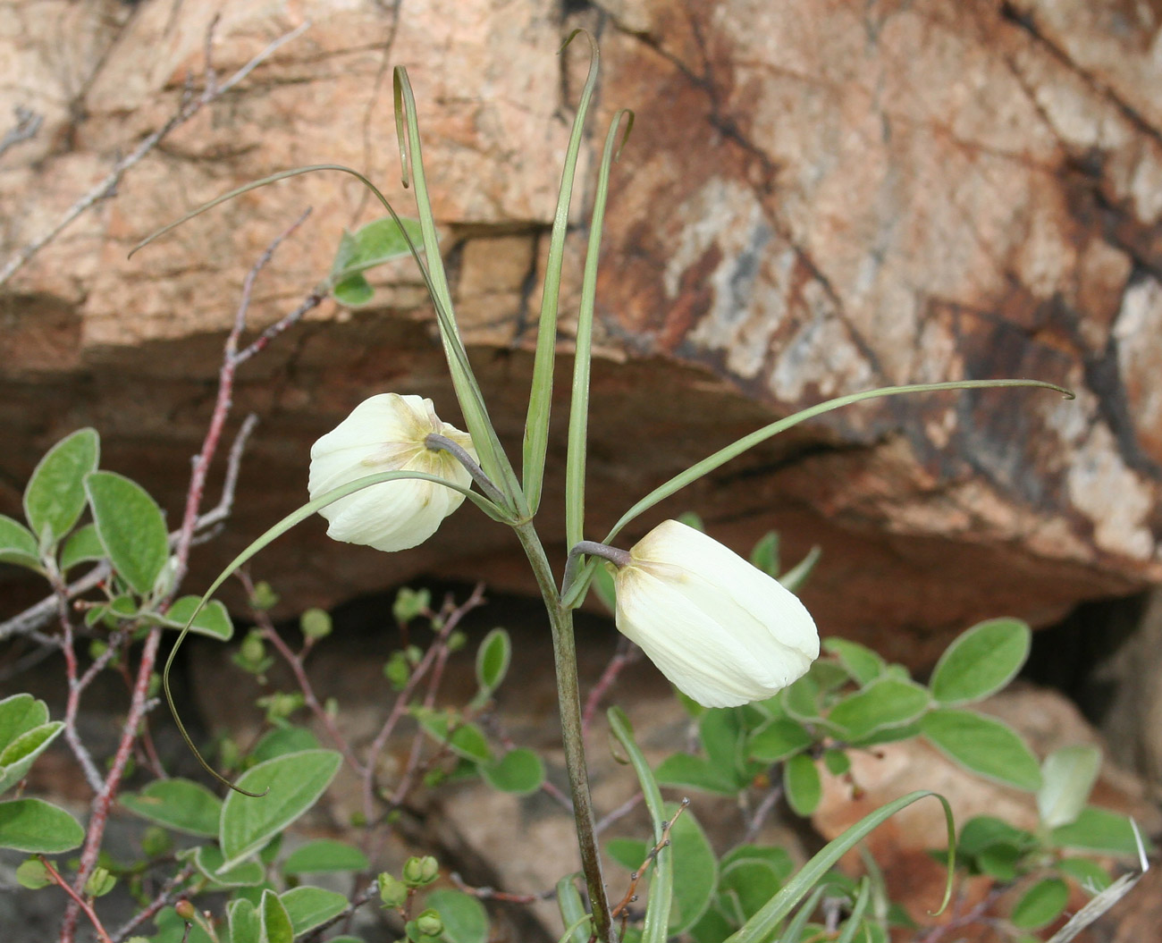 Изображение особи Fritillaria verticillata.