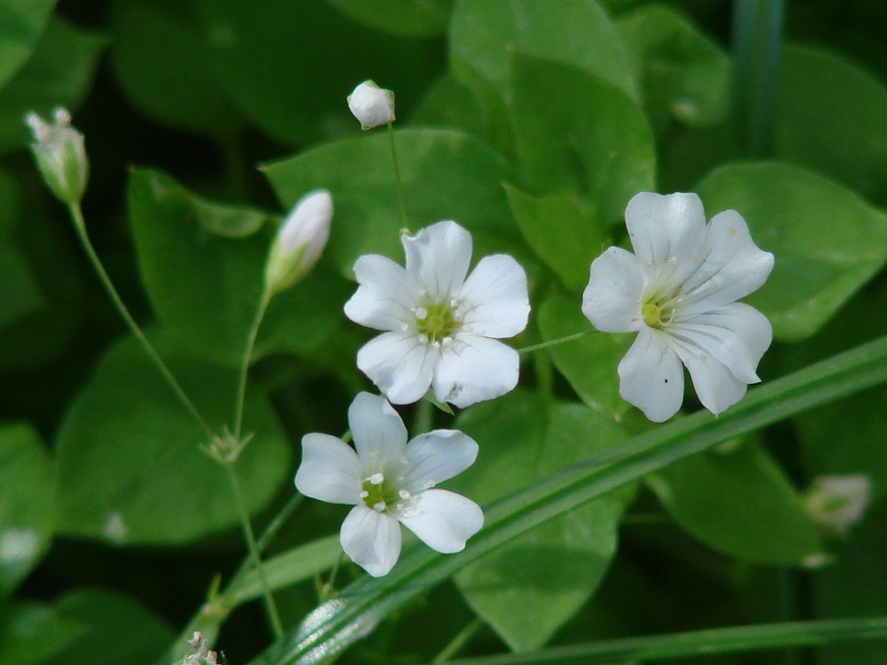 Image of Gypsophila elegans specimen.