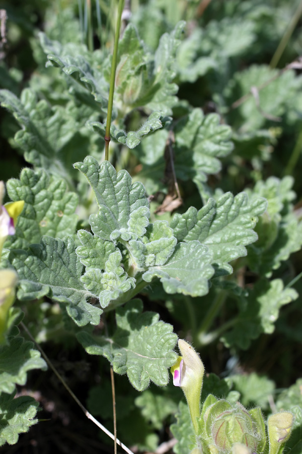 Изображение особи Scutellaria subcaespitosa.