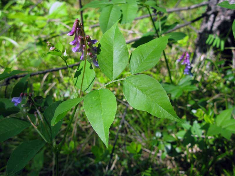 Изображение особи Vicia baicalensis.